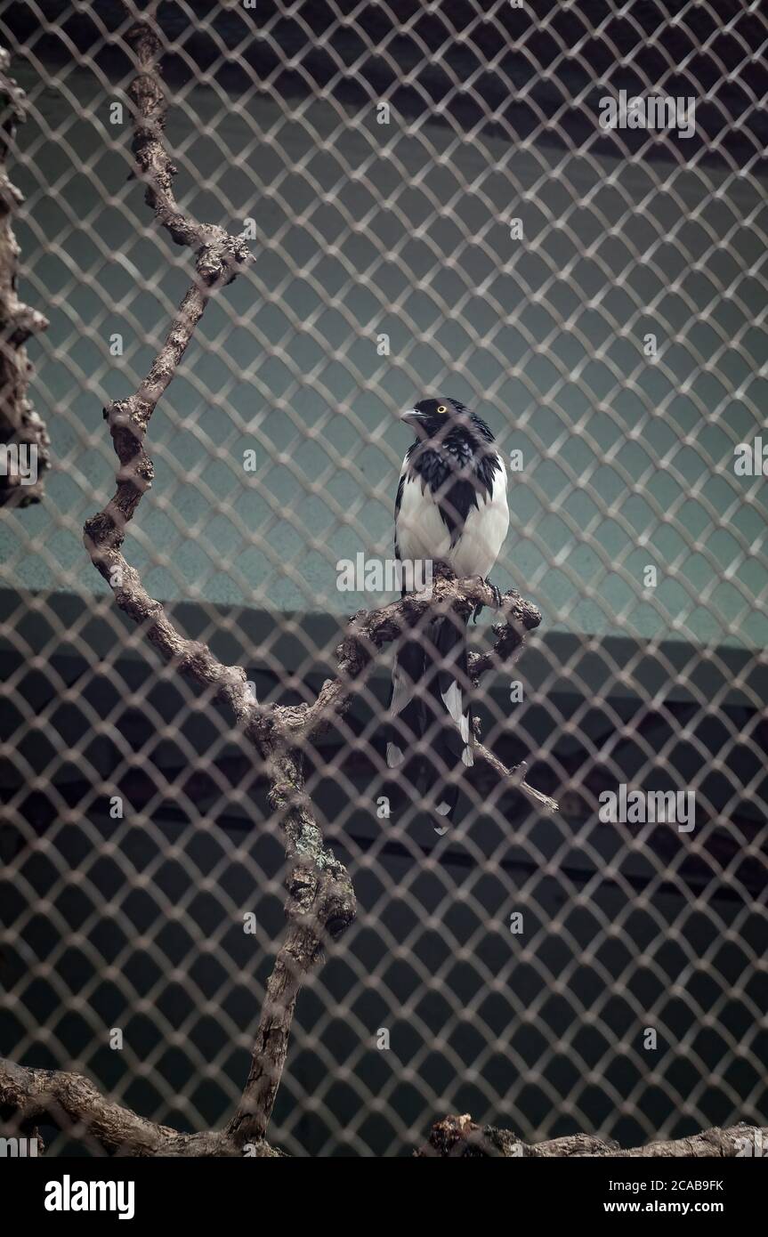 A Magpie tanager (Cissopis leverianus - a South American species of tanager) perched on a tree branch inside his cage in Belo Horizonte zoo. Stock Photo