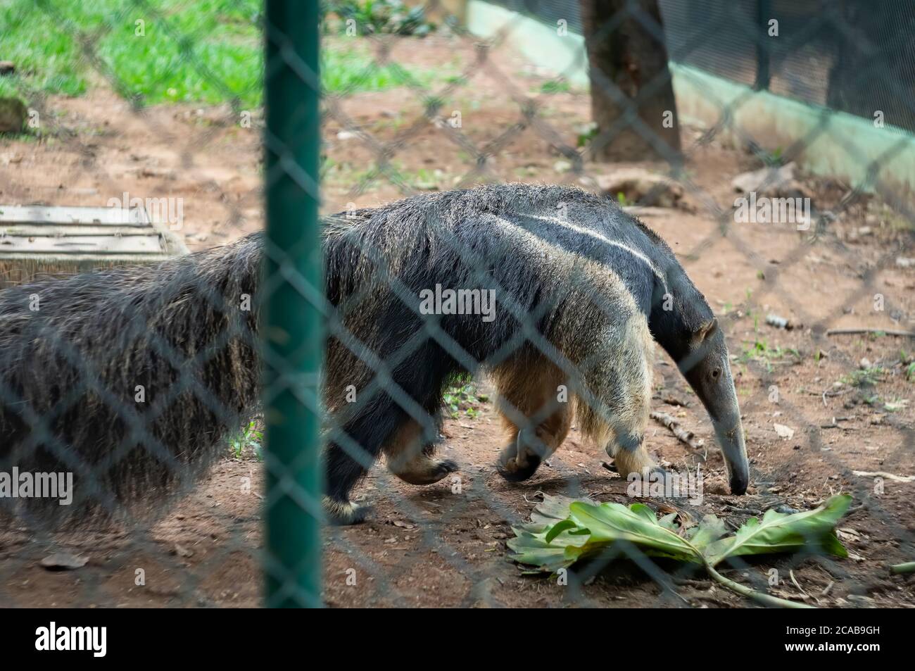 A Giant anteater (Myrmecophaga tridactyla - an insectivorous mammal) walking around inside his animal enclosure in Belo Horizonte zoological park. Stock Photo