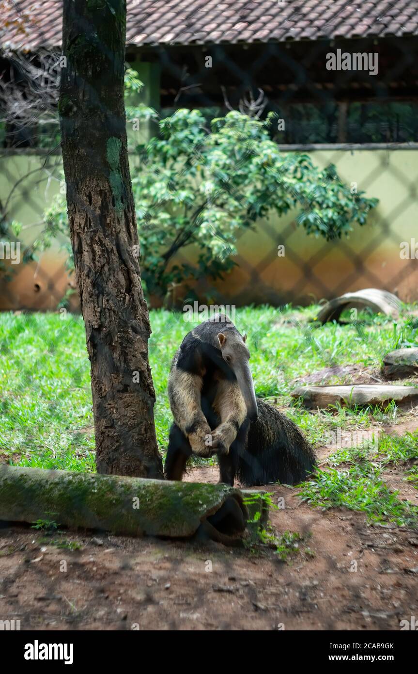 A Giant anteater (Myrmecophaga tridactyla - an insectivorous mammal) standing up inside his animal enclosure in Belo Horizonte zoological park. Stock Photo