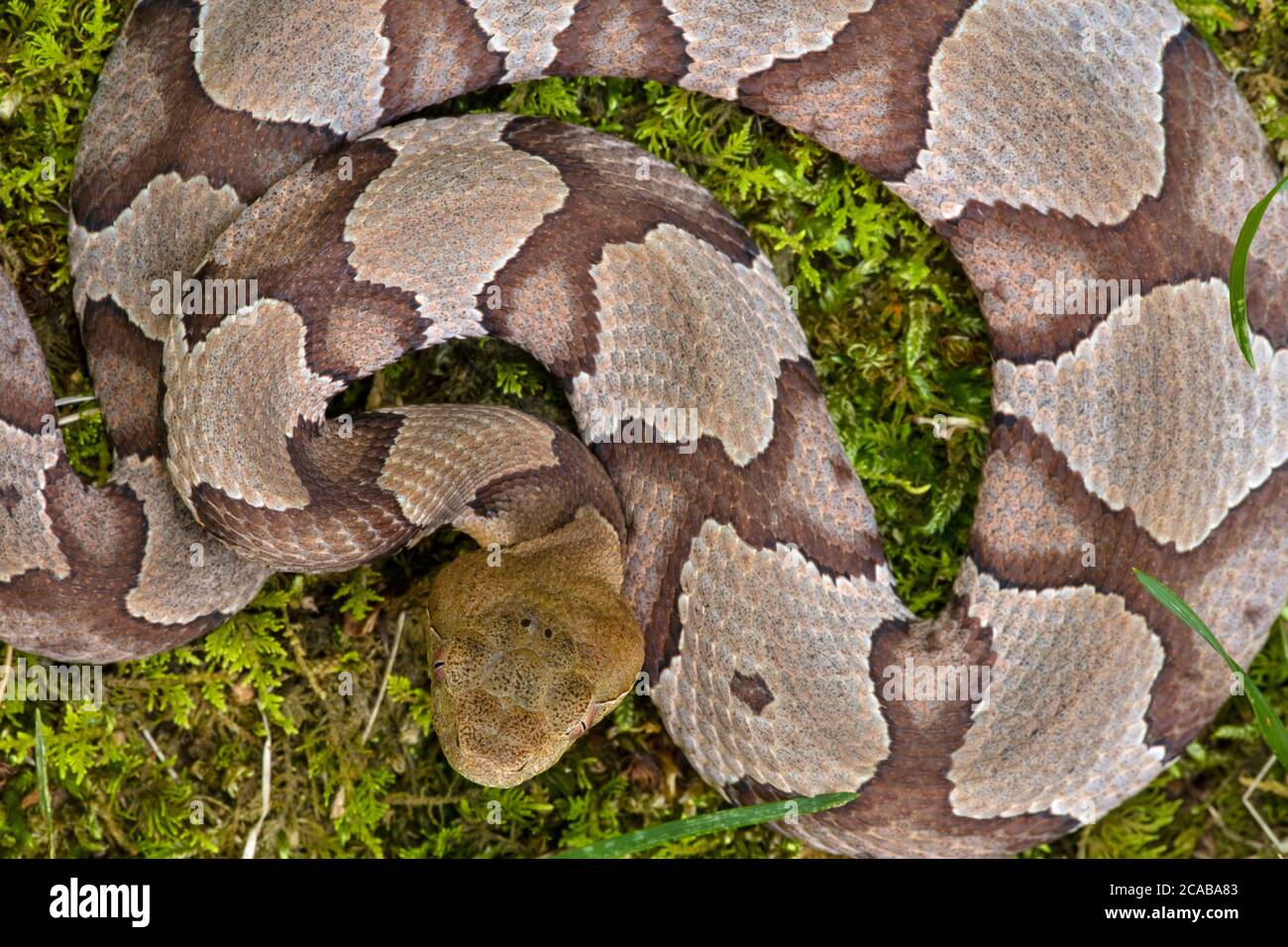 Copperhead, Agkistrodon contortrix, venomous pit viper Stock Photo Alamy
