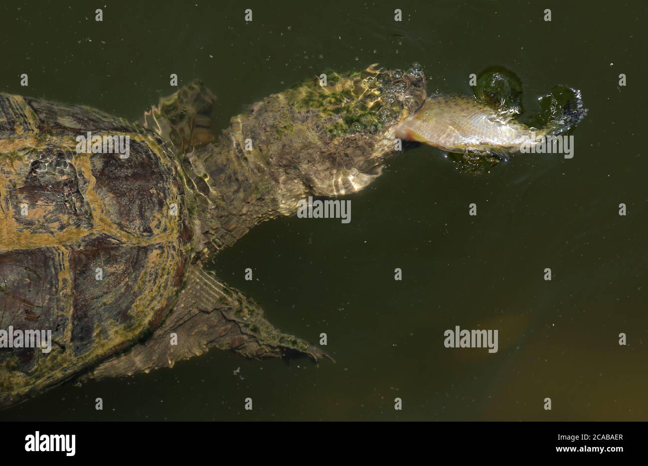 Snapping turtle, Chelydra serpentina, Maryland, feeding on white crappie Stock Photo