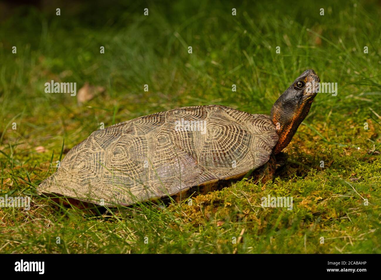 wood turtle (Glyptemys insculpta), IUCN endangered, Maryland Stock Photo