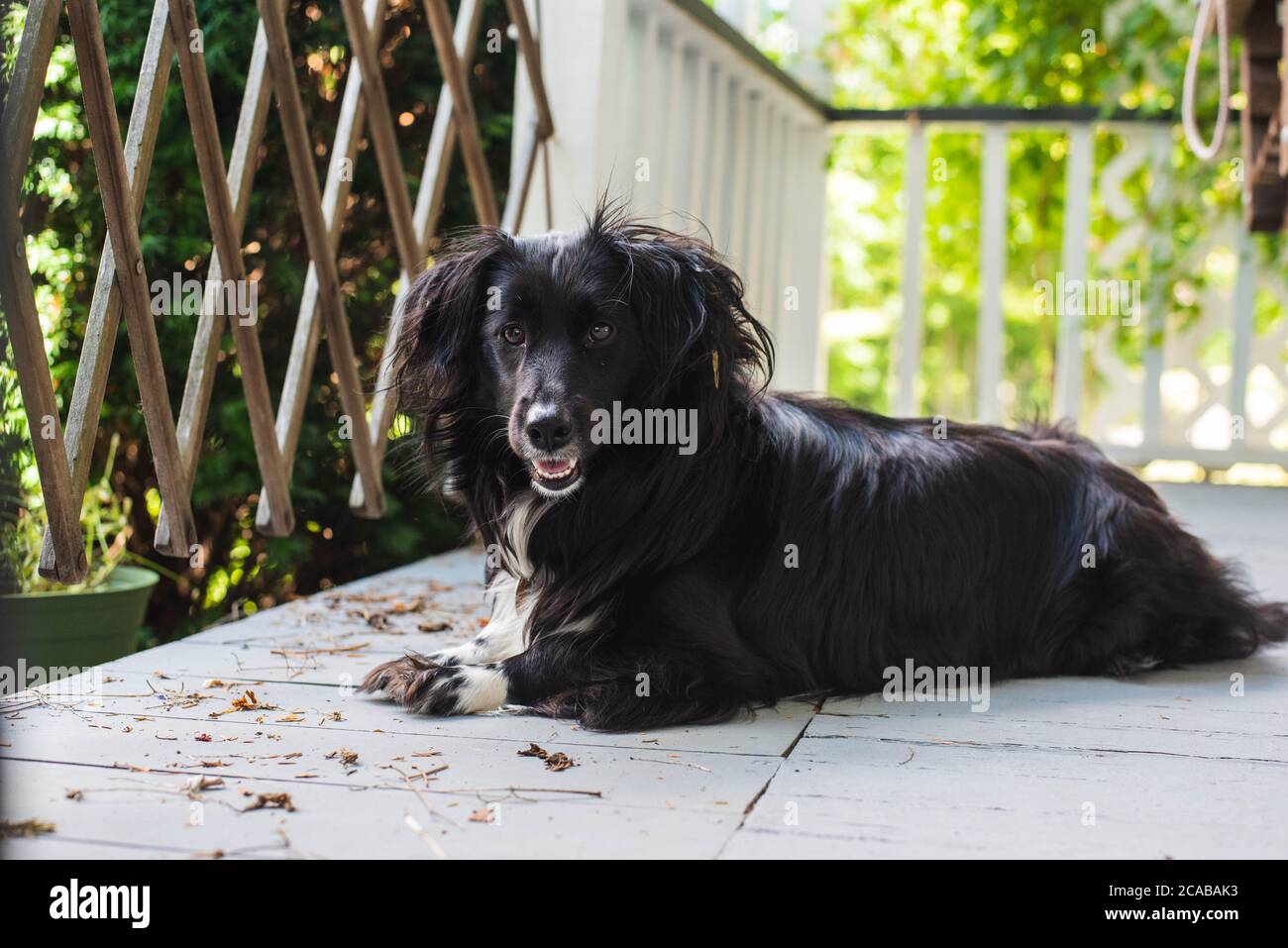 A dog lays on a front porch looking out the gate Stock Photo Alamy