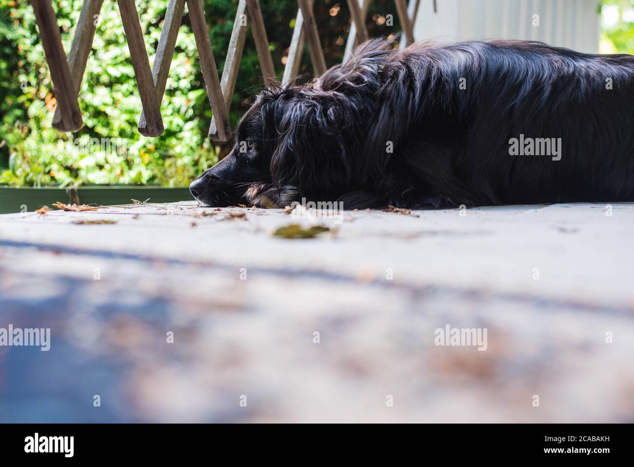 A dog lays on a front porch looking out the gate Stock Photo Alamy