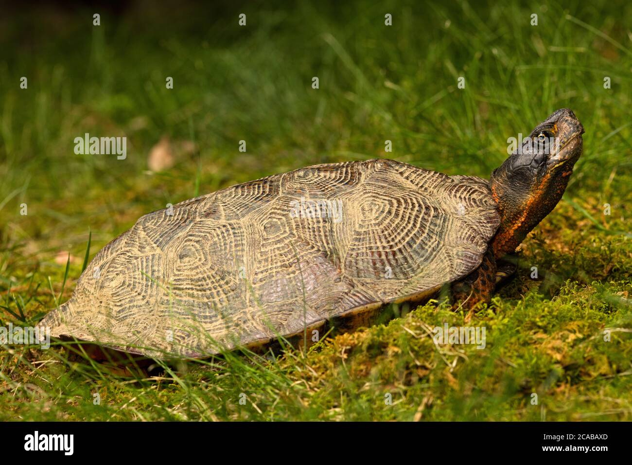 wood turtle (Glyptemys insculpta), IUCN endangered, Maryland Stock Photo