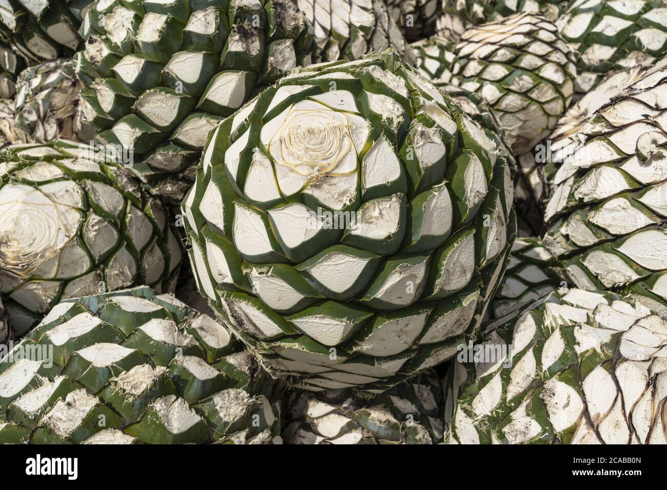 Fresh agave plants for making tequila drink Stock Photo Alamy
