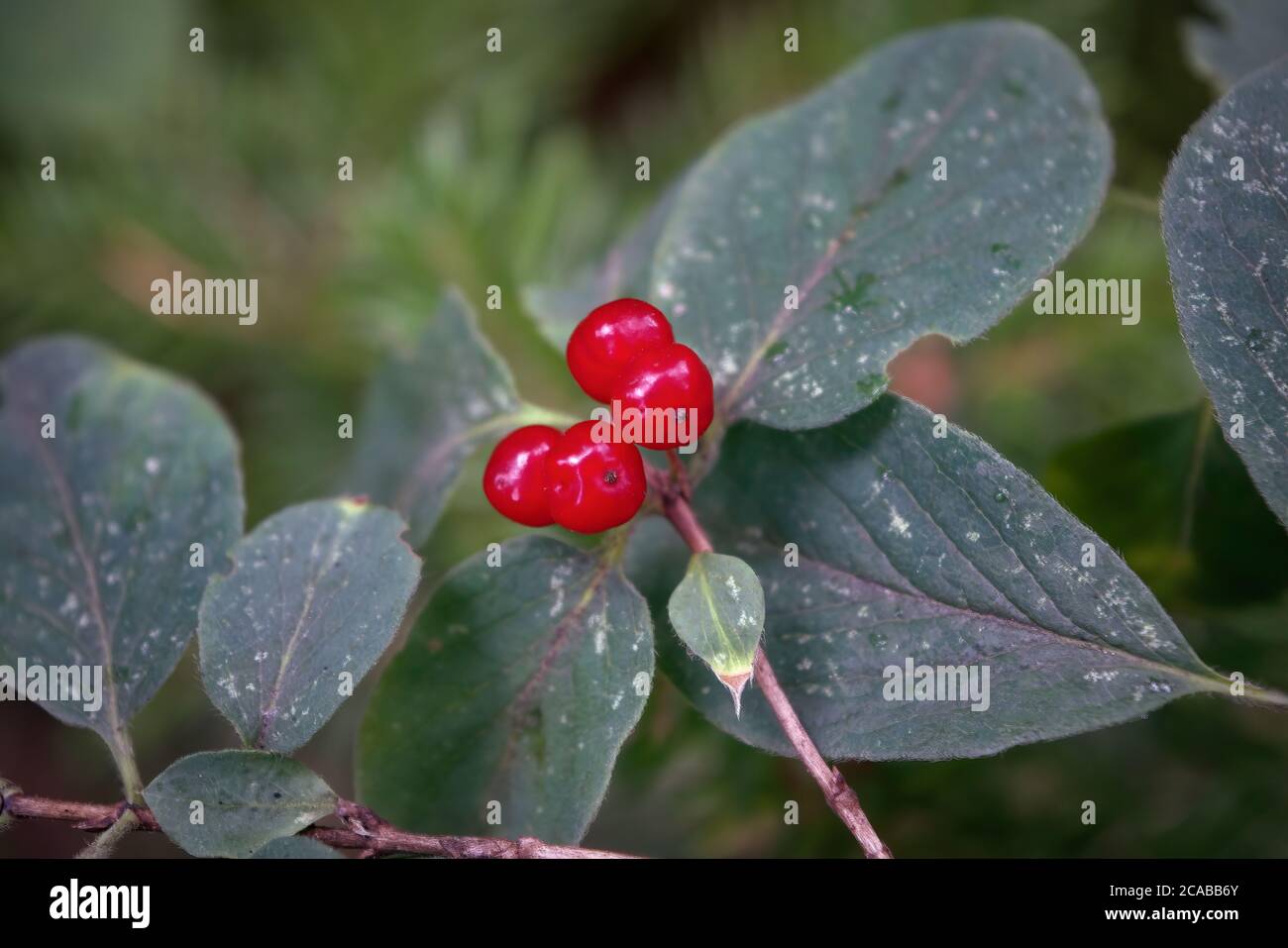 Branches of Frangula alnus with red berries. Fruits of Frangula alnus. Stock Photo