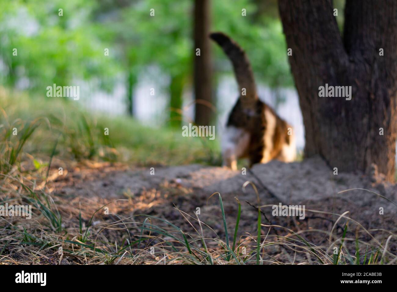 cat walking in woodland Stock Photo Alamy
