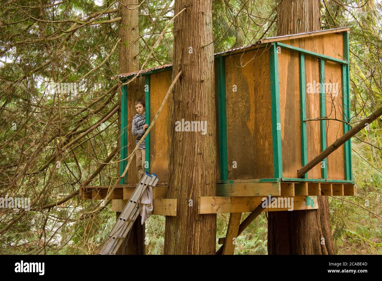 Treehouse in woods on rural property with 13 year old boy in it in Issaquah, Washington, USA Stock Photo
