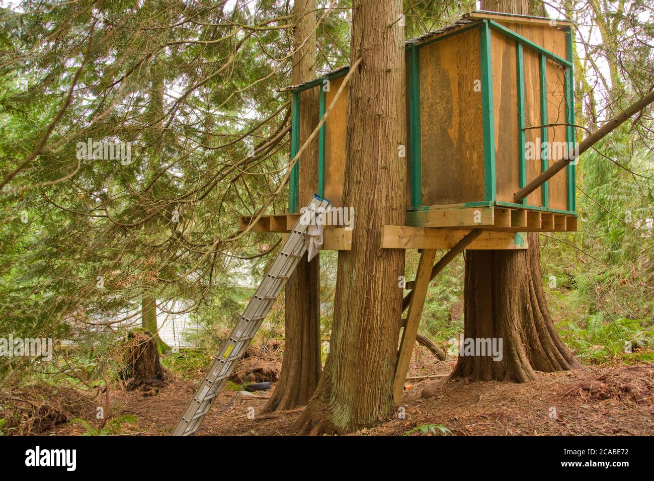 Treehouse in woods on rural property with ladder going up to it in Issaquah, Washington, USA Stock Photo