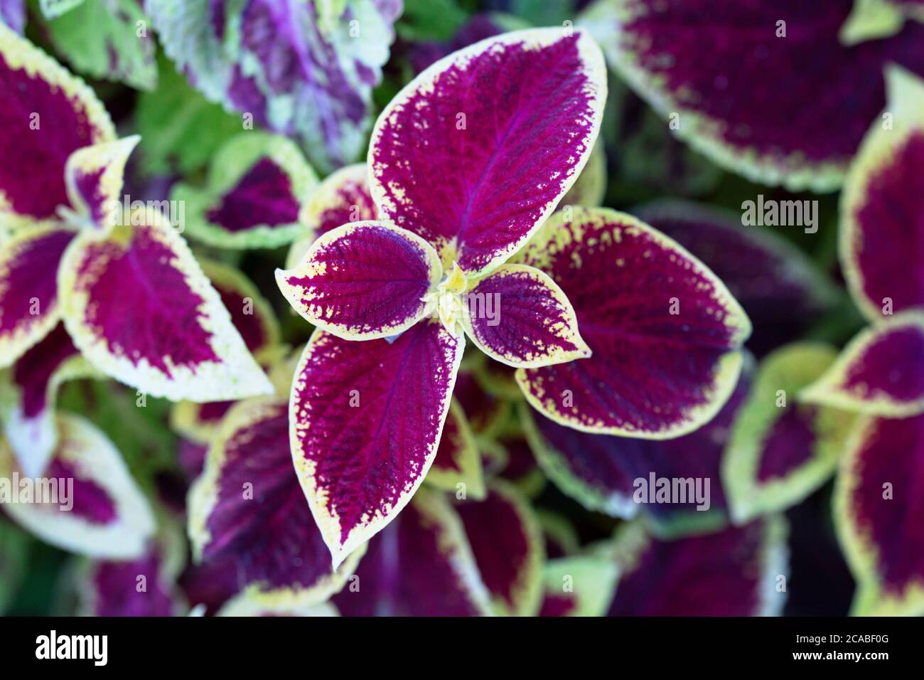 Coleus, Solenostemon scutellarioides, plant Stock Photo