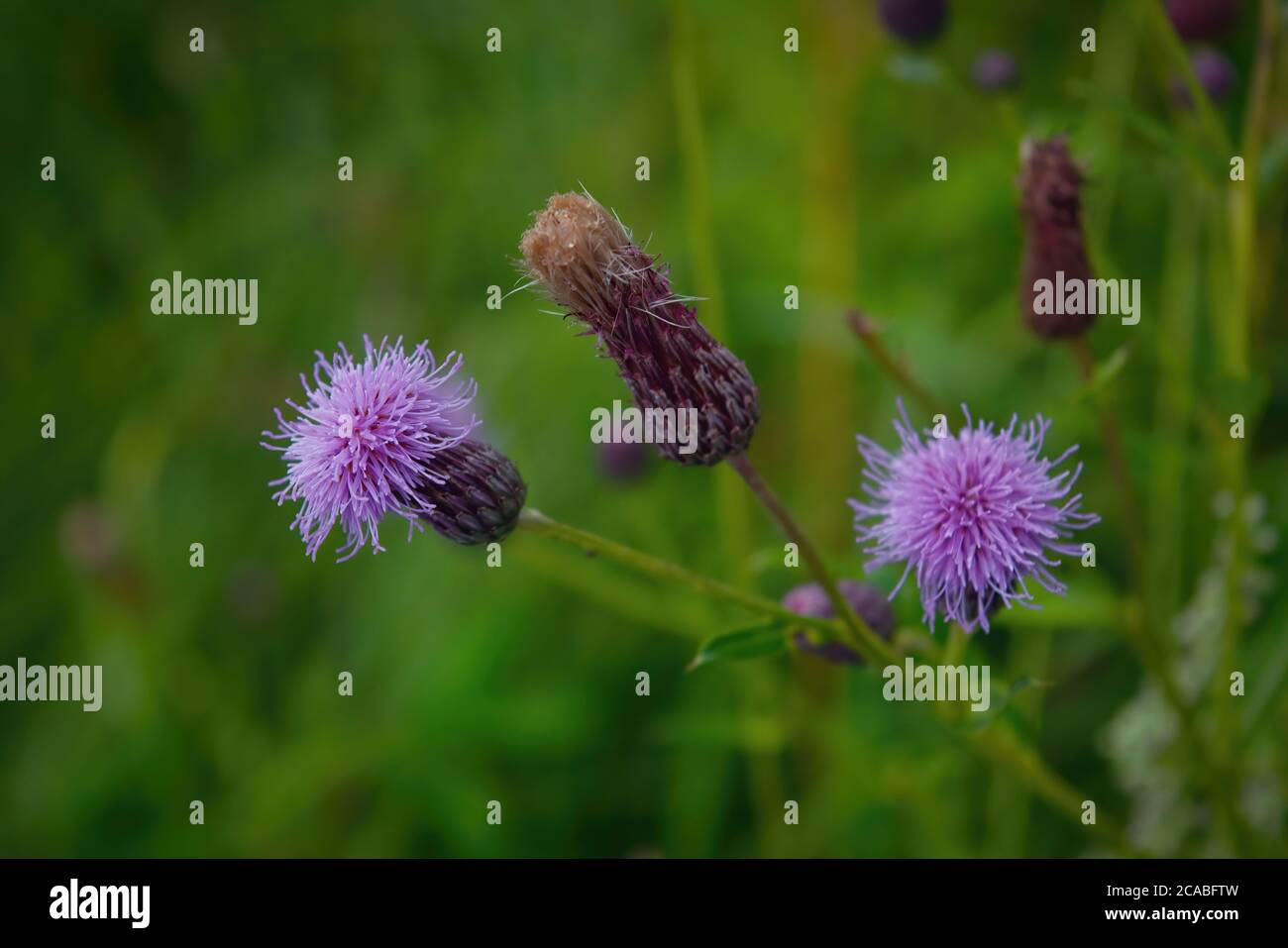Medicinal herb burdock Arctium lappa, blooming violet flowers. soft background Stock Photo