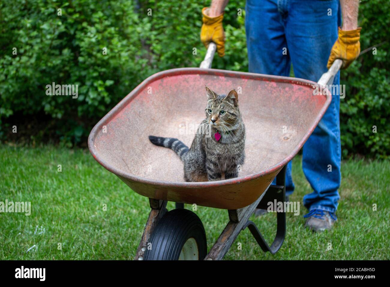 Domestic cat wheelbarrow hi-res stock photography and images - Alamy