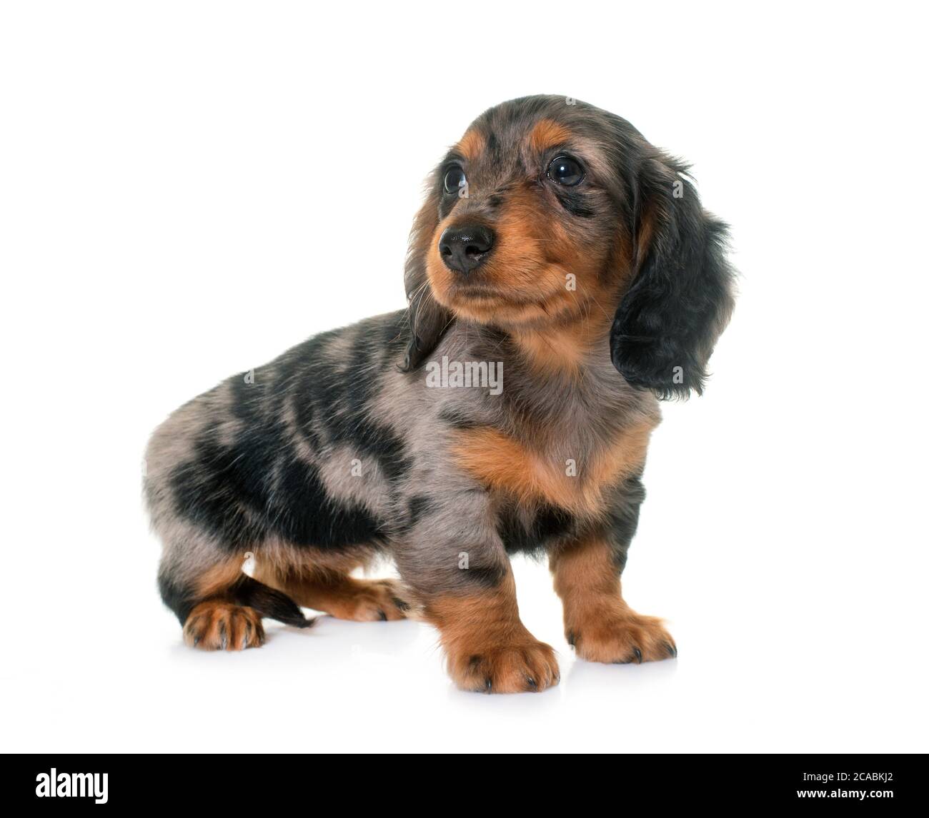 long hair dachshund in front of white background Stock Photo - Alamy