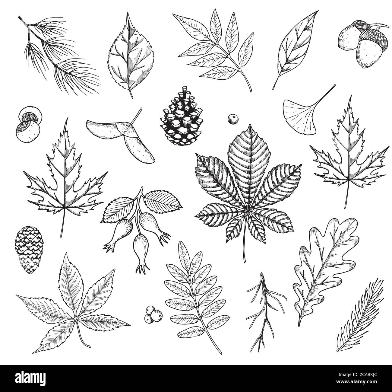 Autumn vector set with leaves, berries, fir cones, nuts, and acorns. Detailed forest botanical elements for decoration. Oak, maple, chestnut leaf Stock Vector