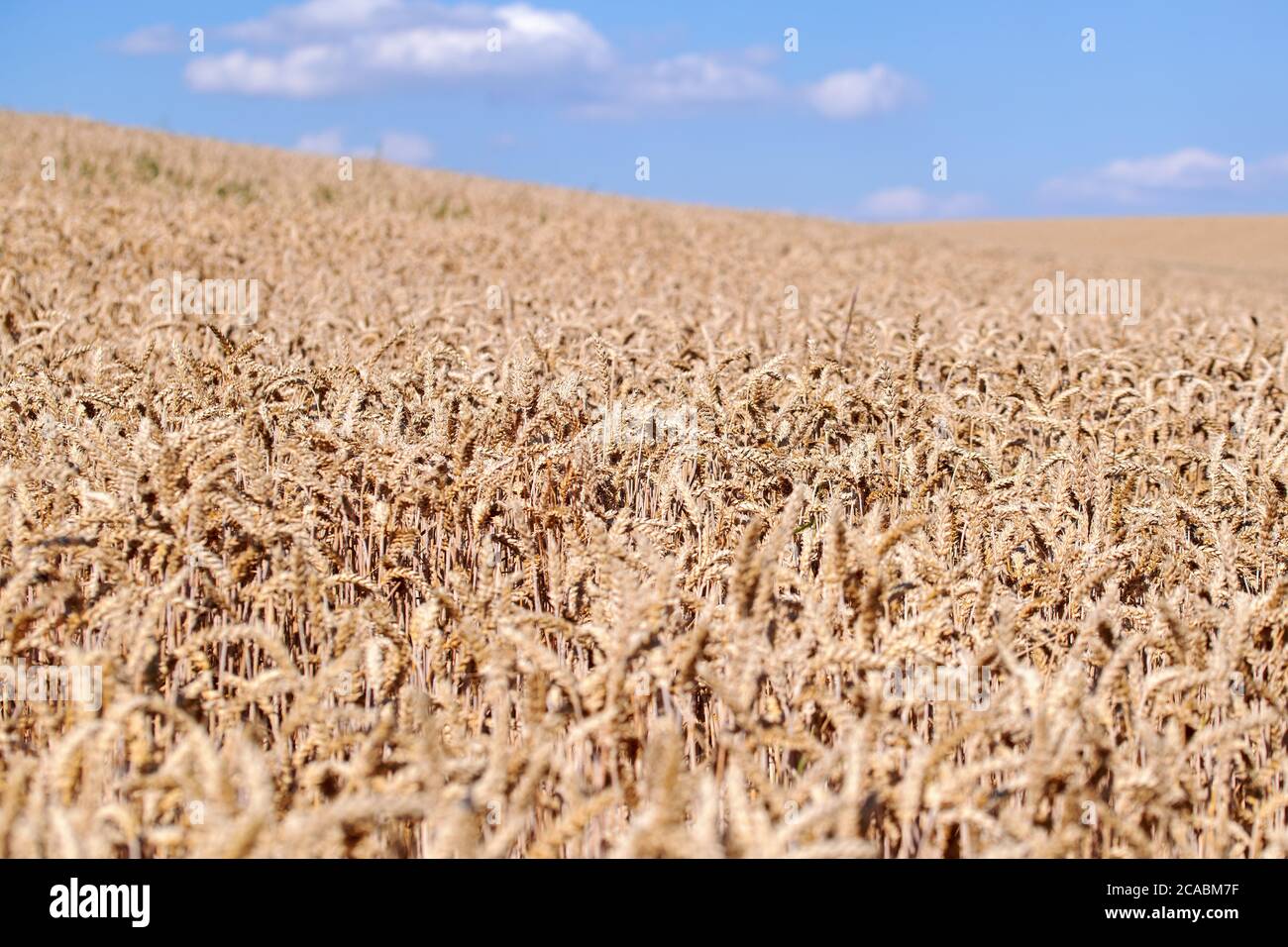 Time to harvest wheat hi-res stock photography and images - Alamy
