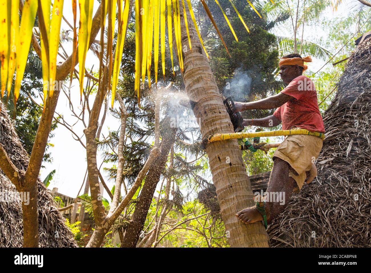 PUDUCHERRY, INDIA MARCH Circa 2019. Unidentified arborist man cutting