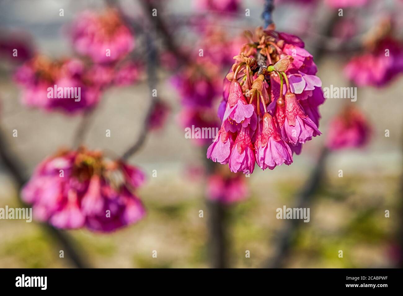 Pink cherry blossom sakura flowers on a spring day in Japan Stock Photo ...