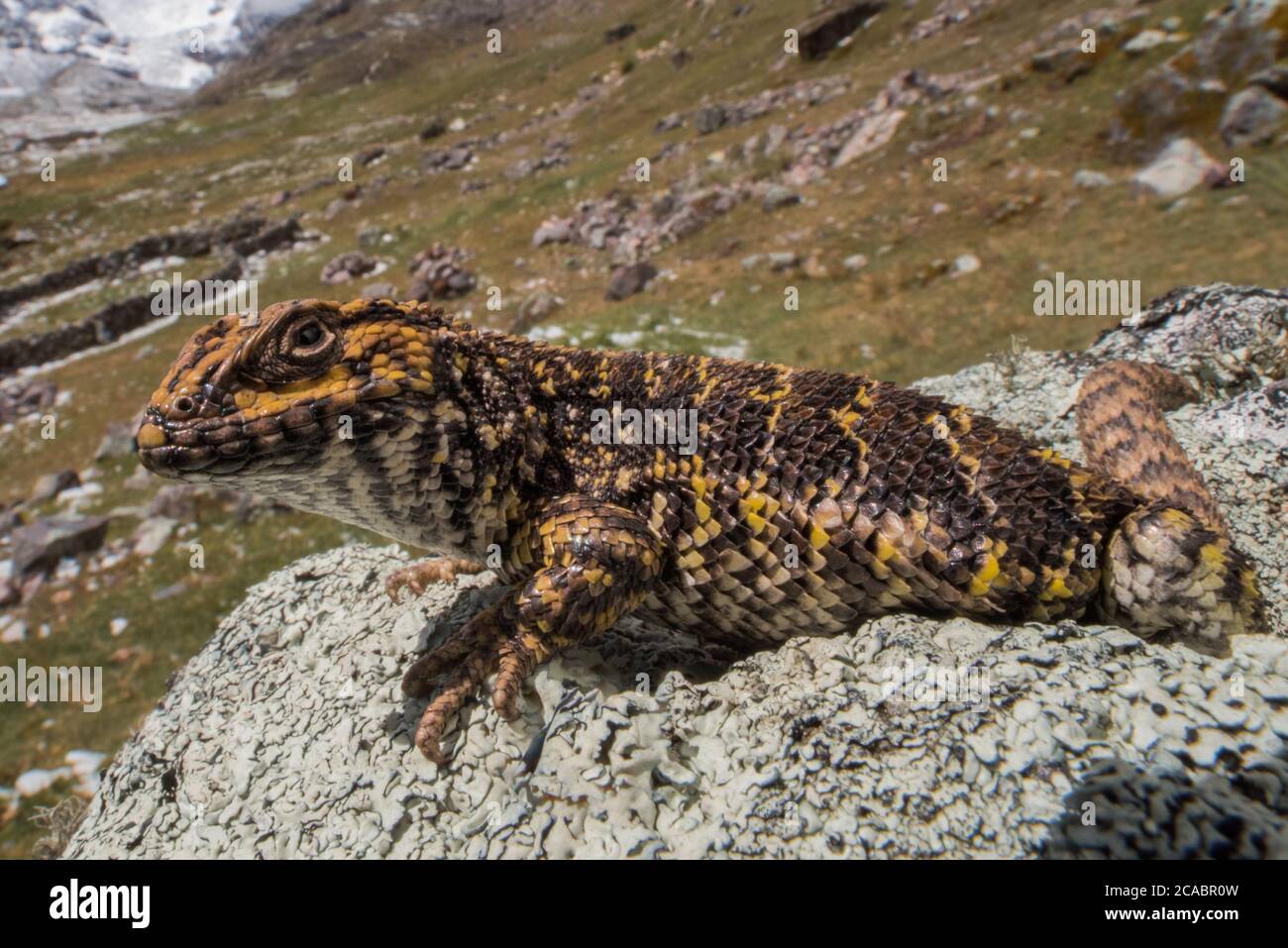 A Liolaemus lizard from high in the Andes, they are one of the few