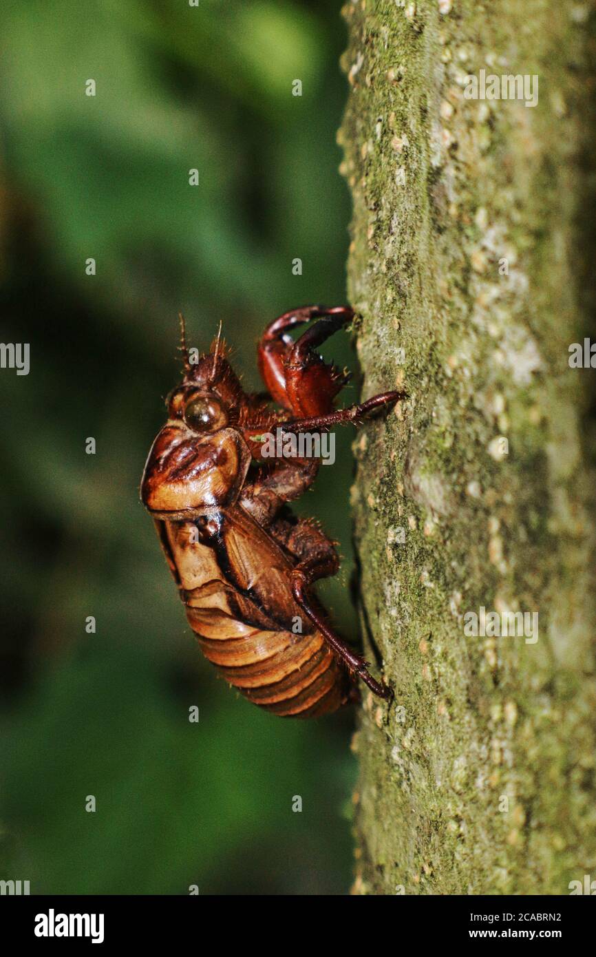 An empty cicada shell clings to a tree in the forest Stock Photo