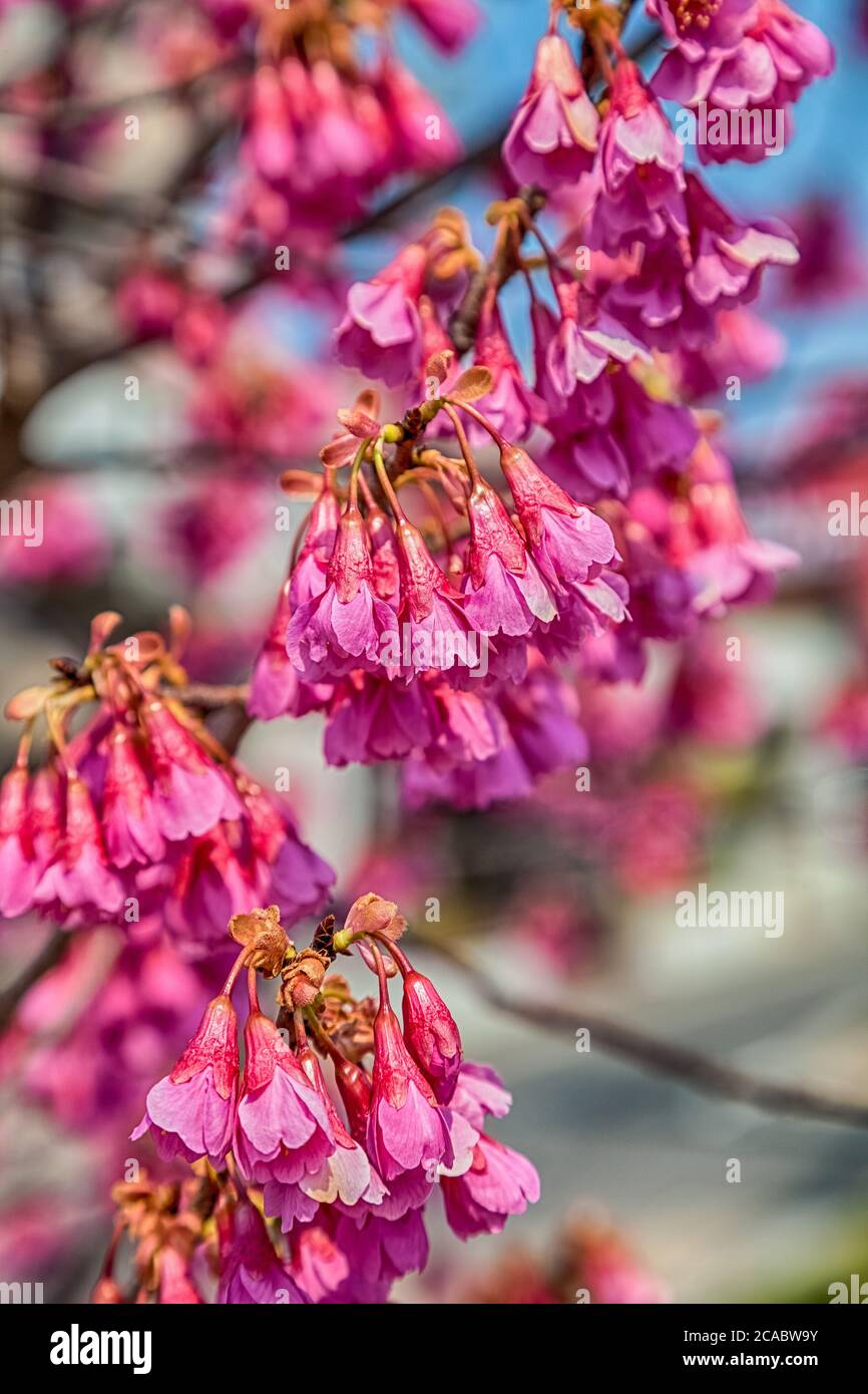 Pink cherry blossom sakura flowers on a spring day in Japan Stock Photo ...