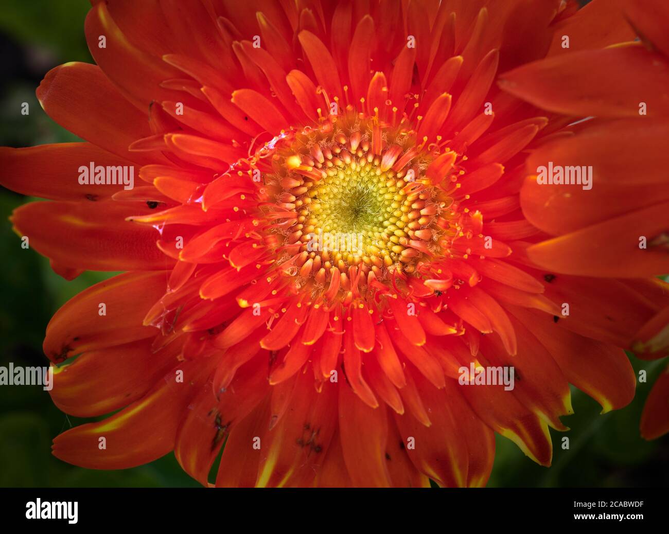 Core of the red, yellow and orange China Aster (callistephus chinensis) flower. Stock Photo