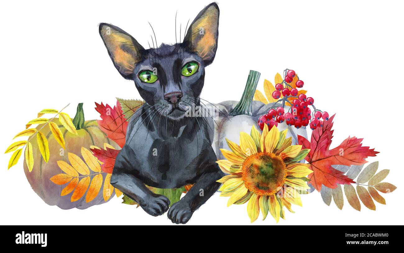 Watercolor illustration cute black cat with to a Halloween pumpkin ...