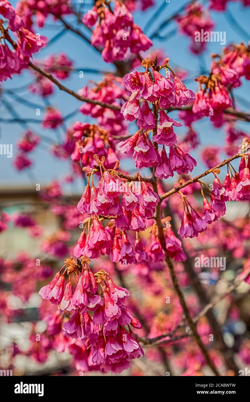 Pink cherry blossom sakura flowers on a spring day in Japan Stock Photo ...