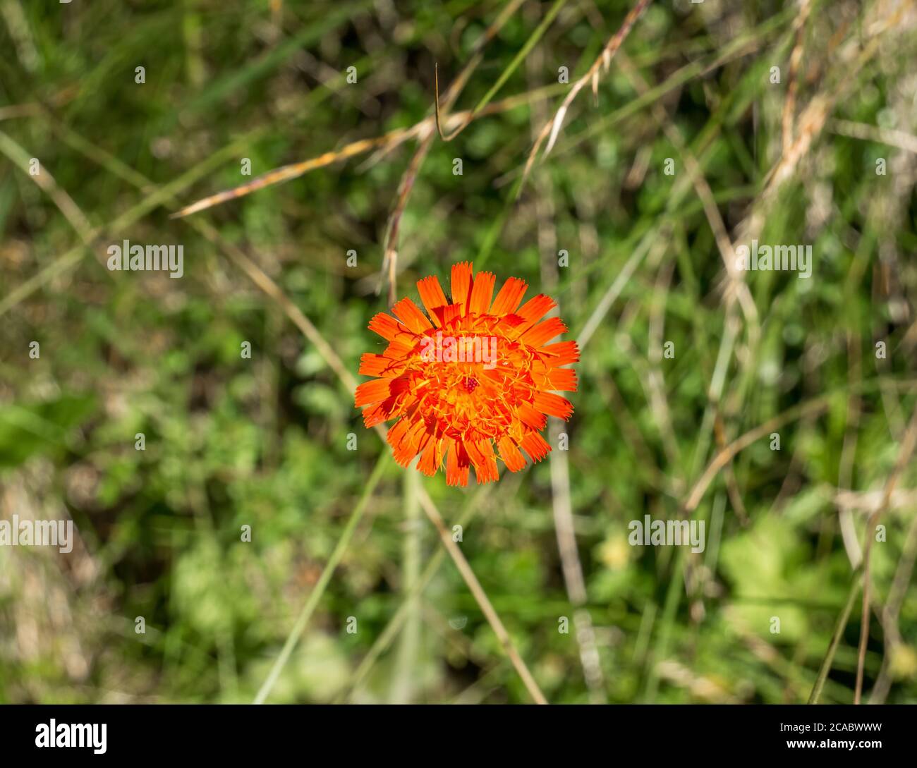 Single isolated Pilosella aurantiaca also known as fox-and-cubs or orange hawk bit, Stock Photo