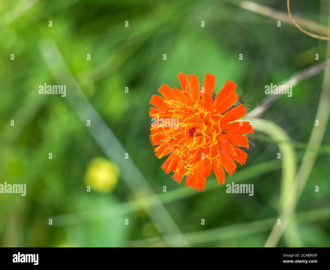 Single isolated Pilosella aurantiaca also known as fox-and-cubs or orange hawk bit, Stock Photo