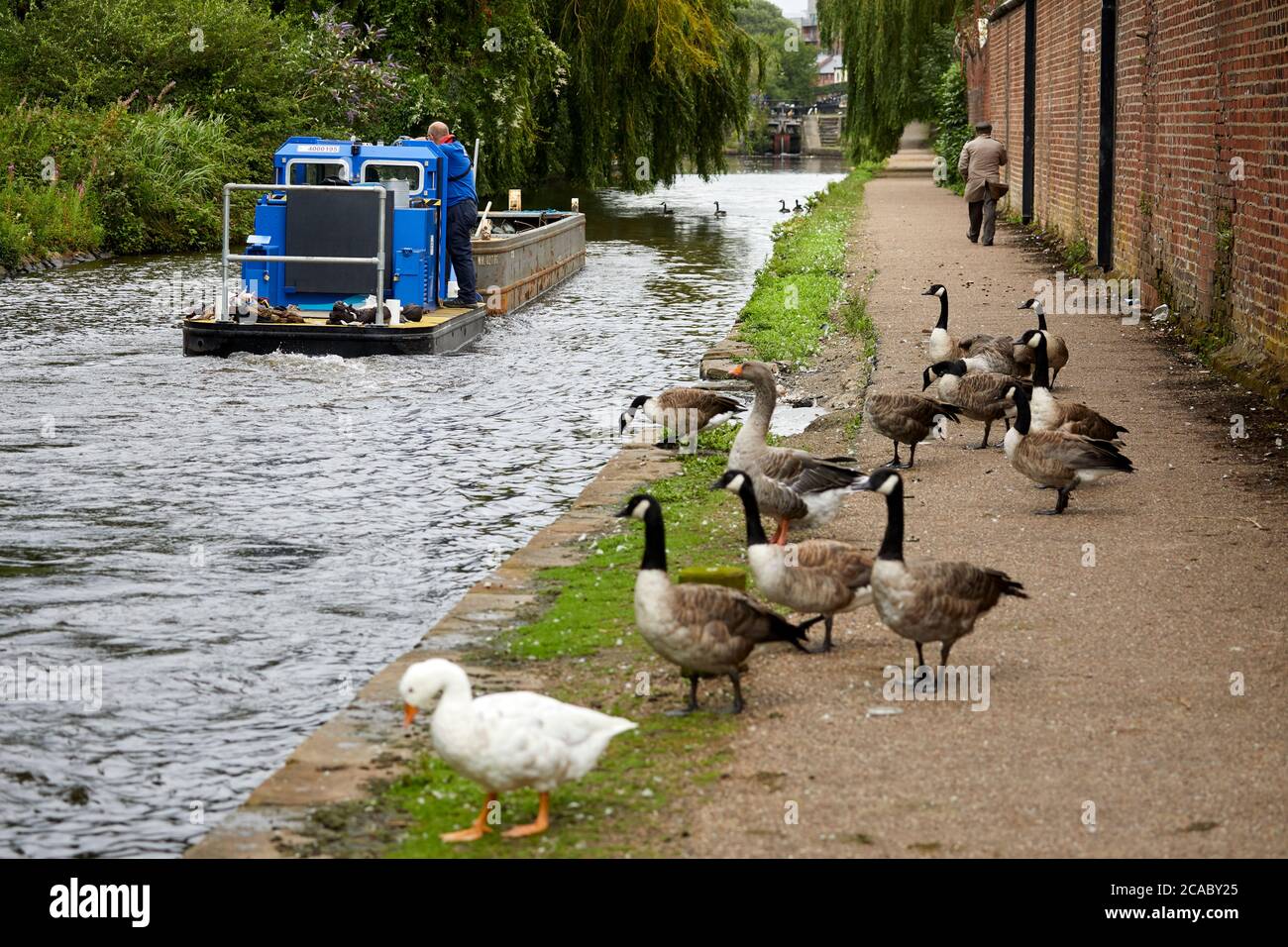 Aston Canal Openshaw  Greater Manchester, England  the canal trust collecting dumped rubbish from the canal Stock Photo
