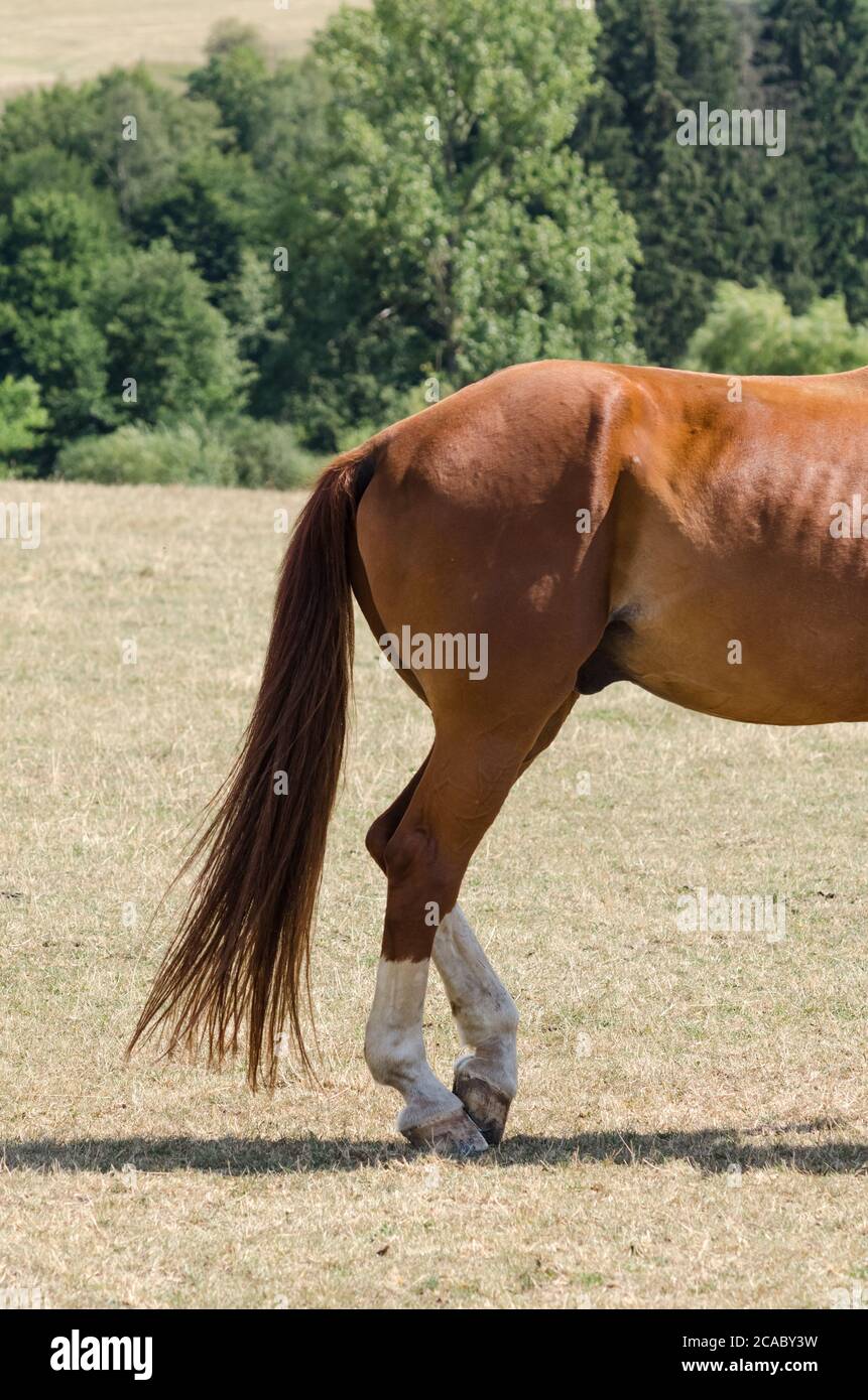 Horse Standing On Hind Legs High Resolution Stock Photography and