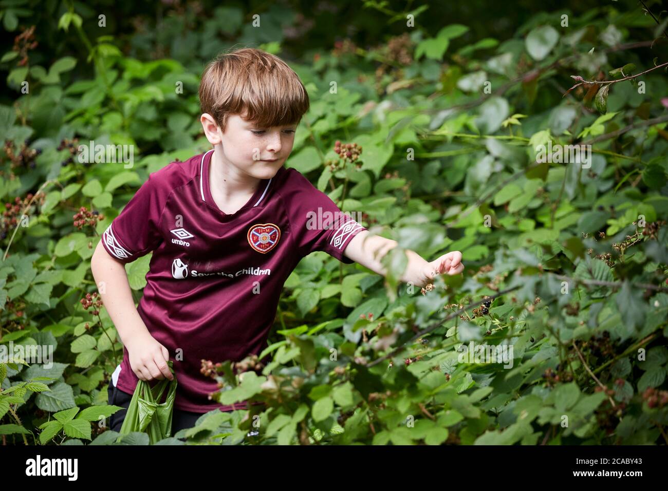 Droylsden Greater Manchester, a boy collects blackberry's from a wild bush Stock Photo