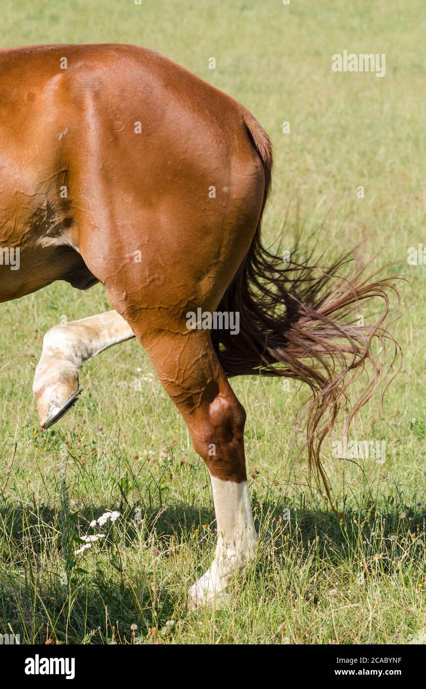 Back tail with hind legs of a domestic horse (Equus ferus caballus) on a pasture in the countryside in Rhineland-Palatinate, Germany, Western Europe Stock Photo