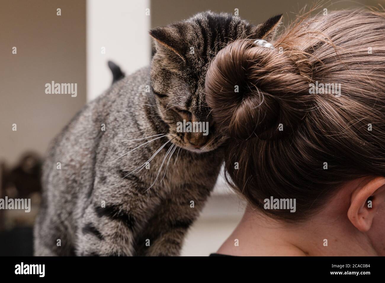 Affectionate tabby cat snuggling on hair Stock Photo