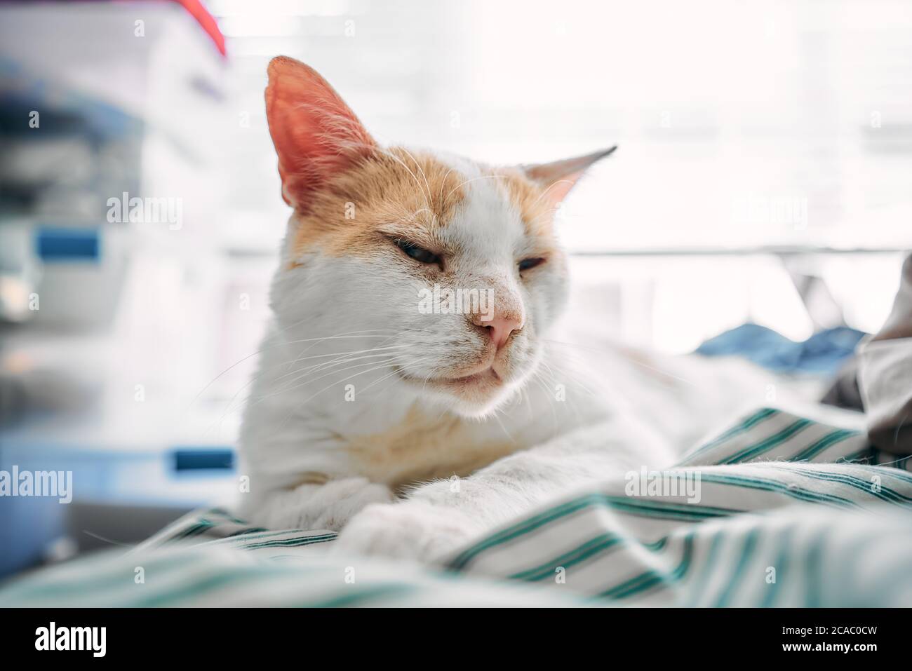 Cat in bright light Stock Photo Alamy