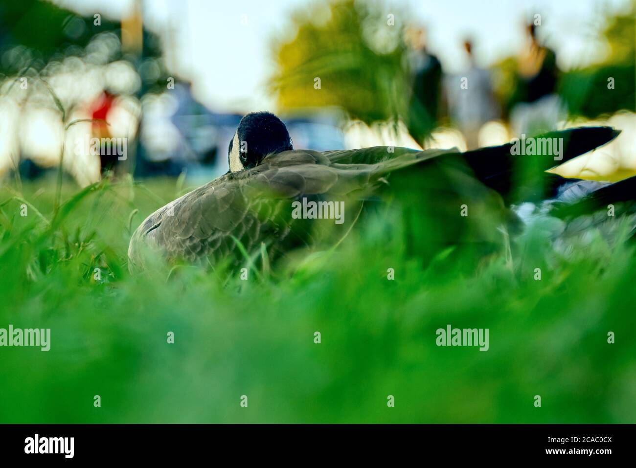 Bird laying on grass in public place Stock Photo