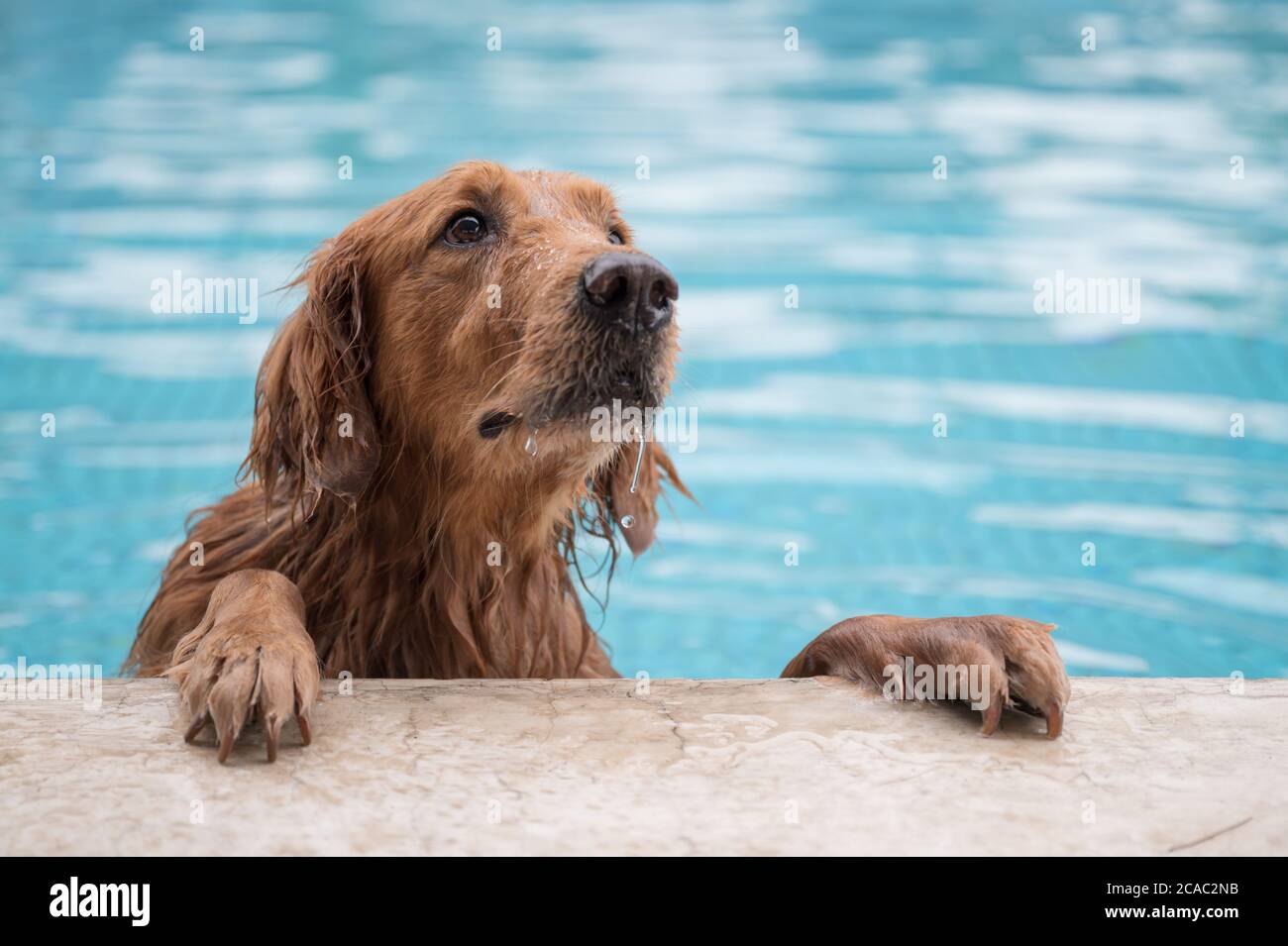 Golden retriever swimming and playing in the pool Stock Photo - Alamy