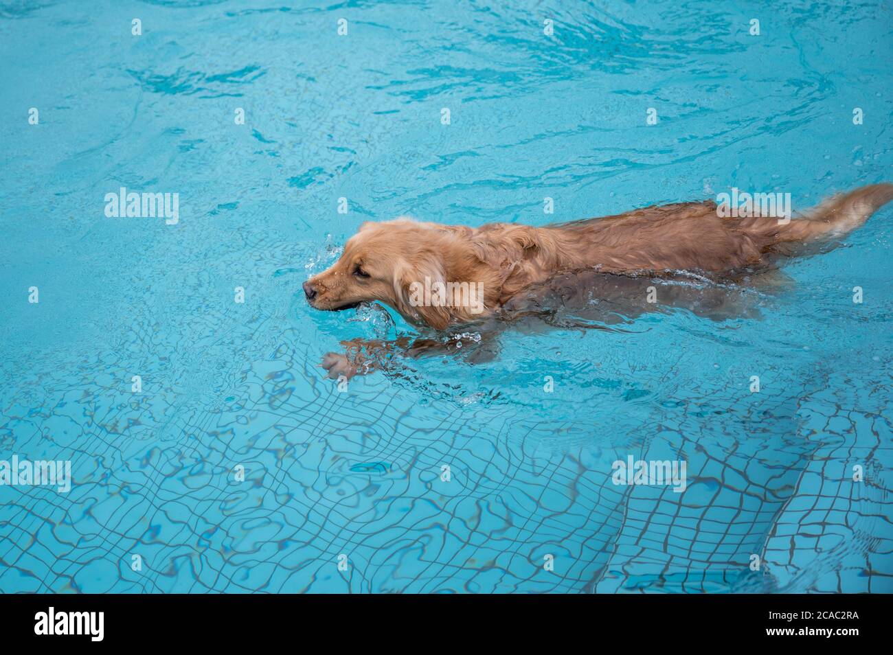 Golden retriever swimming and playing in the pool Stock Photo - Alamy
