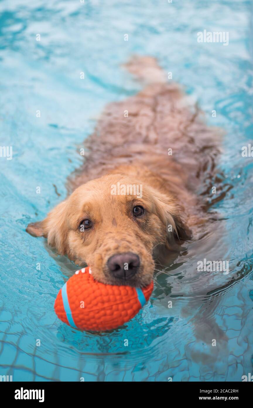 Golden retriever swimming and playing in the pool Stock Photo - Alamy