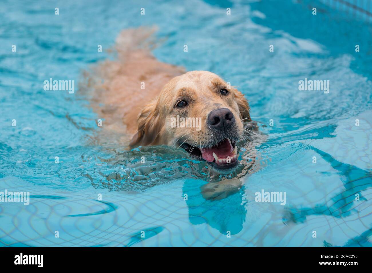Golden retriever swimming and playing in the pool Stock Photo - Alamy