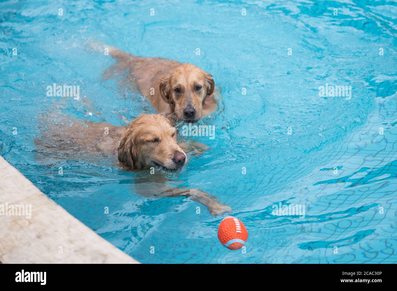 Golden retriever swimming and playing in the pool Stock Photo - Alamy