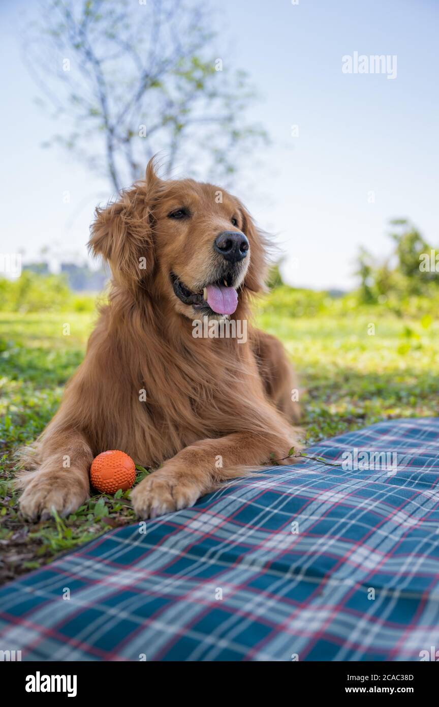 Golden retriever playing in the park grass Stock Photo - Alamy