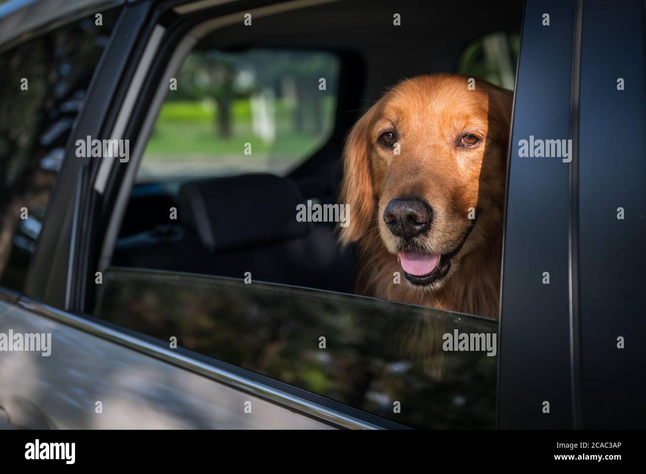 Golden Retriever in the back seat of the car looking out the window