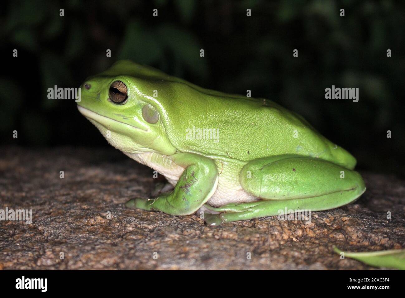 Australian Green Tree Frog at Night Stock Photo
