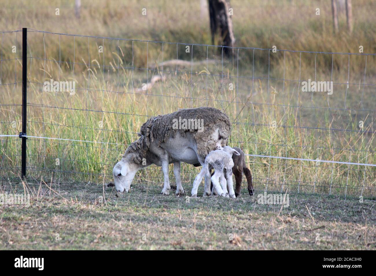 Australian sheep hires stock photography and images Alamy