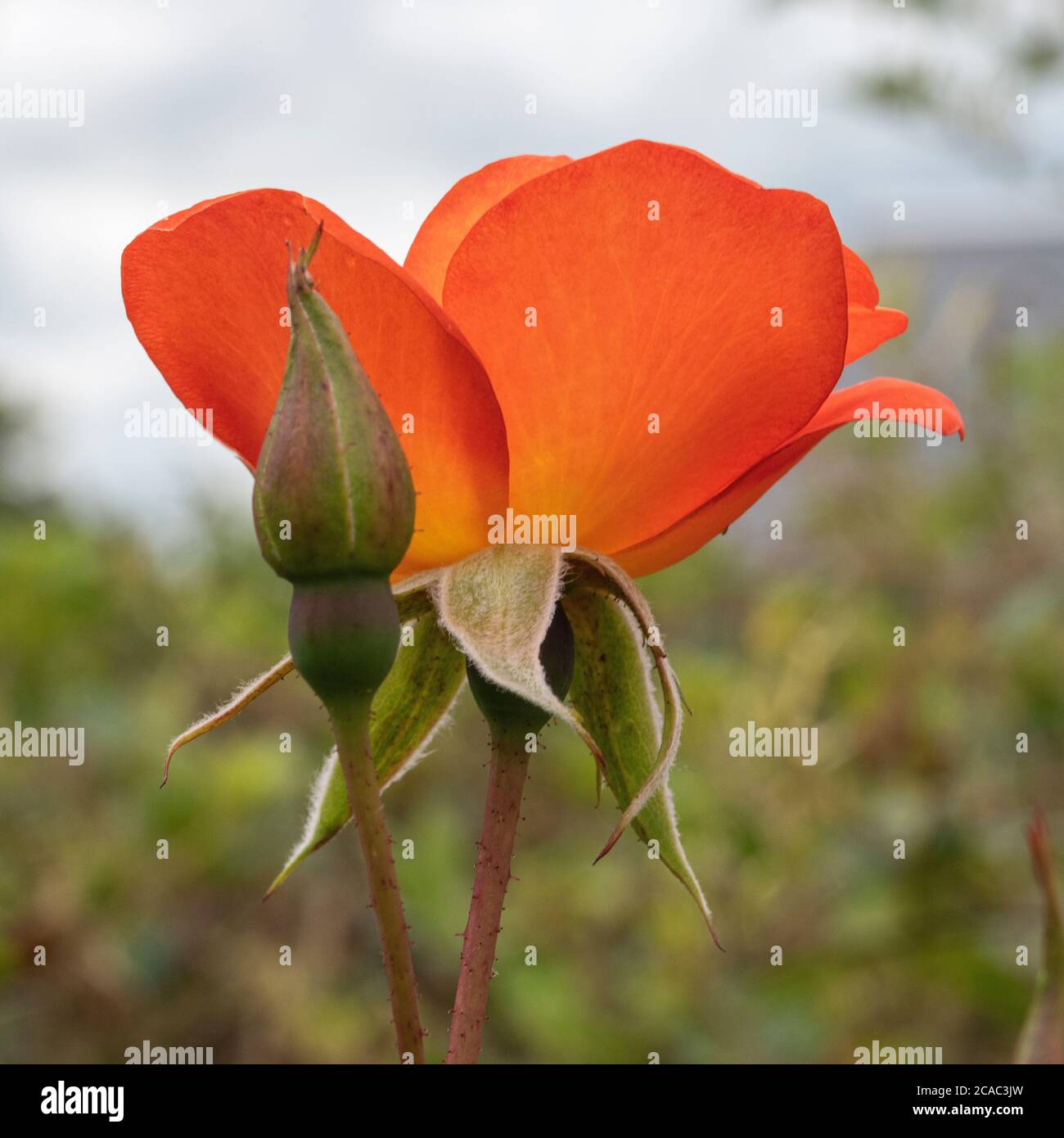 A Closeup of a Single Orange Rose Flower in Full Bloom in a Garden in ...