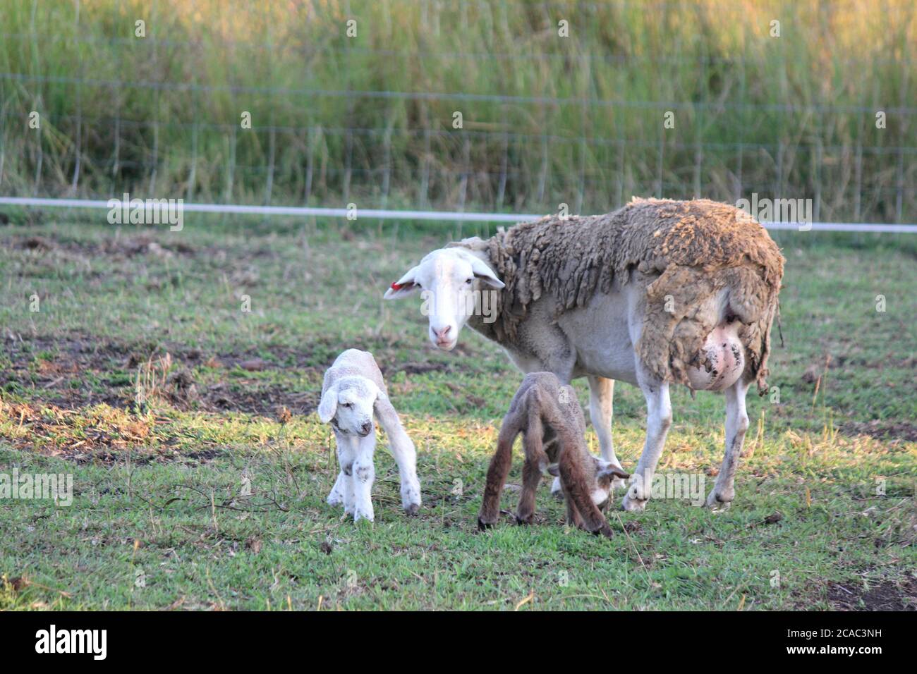 Australian Sheep on a Farm in the paddocks Stock Photo
