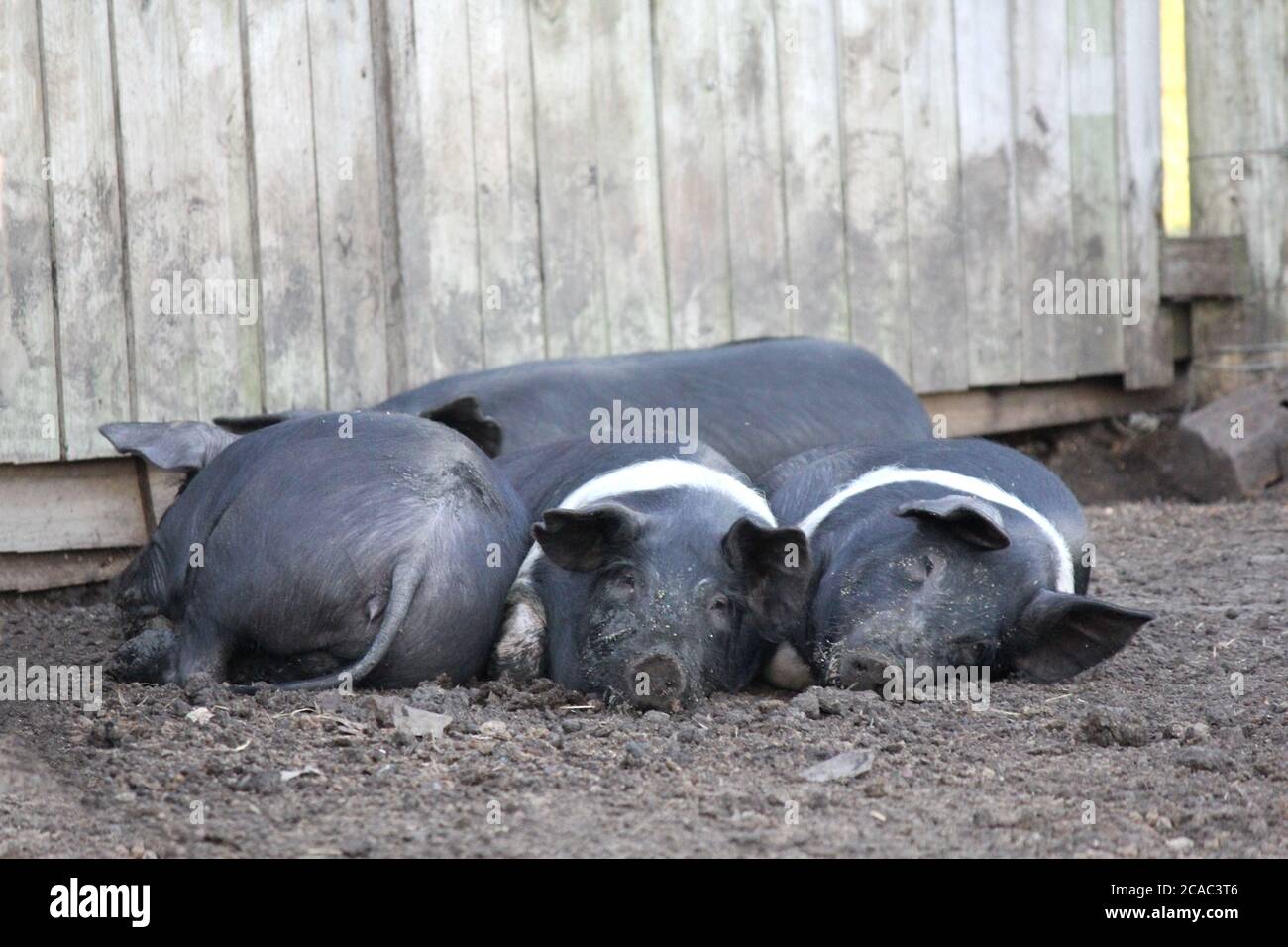 Farmyard smell hi-res stock photography and images - Alamy