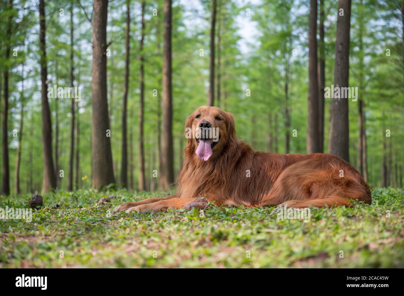 Golden retriever lying on the grass outdoors Stock Photo - Alamy